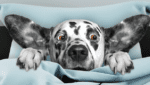 Spotted dog peaking head and paws out of pillow and blanket with surprised face.