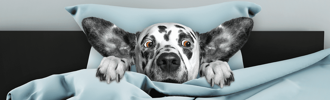 Spotted dog peaking head and paws out of pillow and blanket with surprised face.