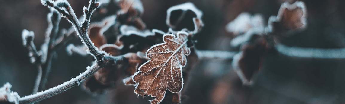 Frosty leaf on a branch