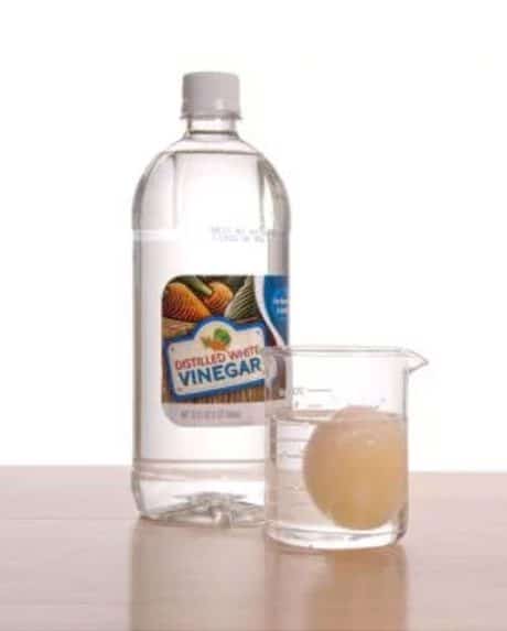 Bottle of distilled white vinegar next to measuring beaker with egg in it.